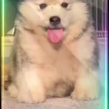 cute puppy - Funny Dog Plays on Swing Dog funny videos - Dog training #dog