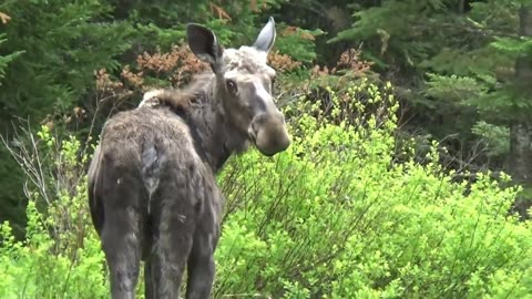 Moose on the Loose