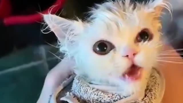 My Cute Kitten Cat Really Like to Bathing | Cute Cat Funny Video