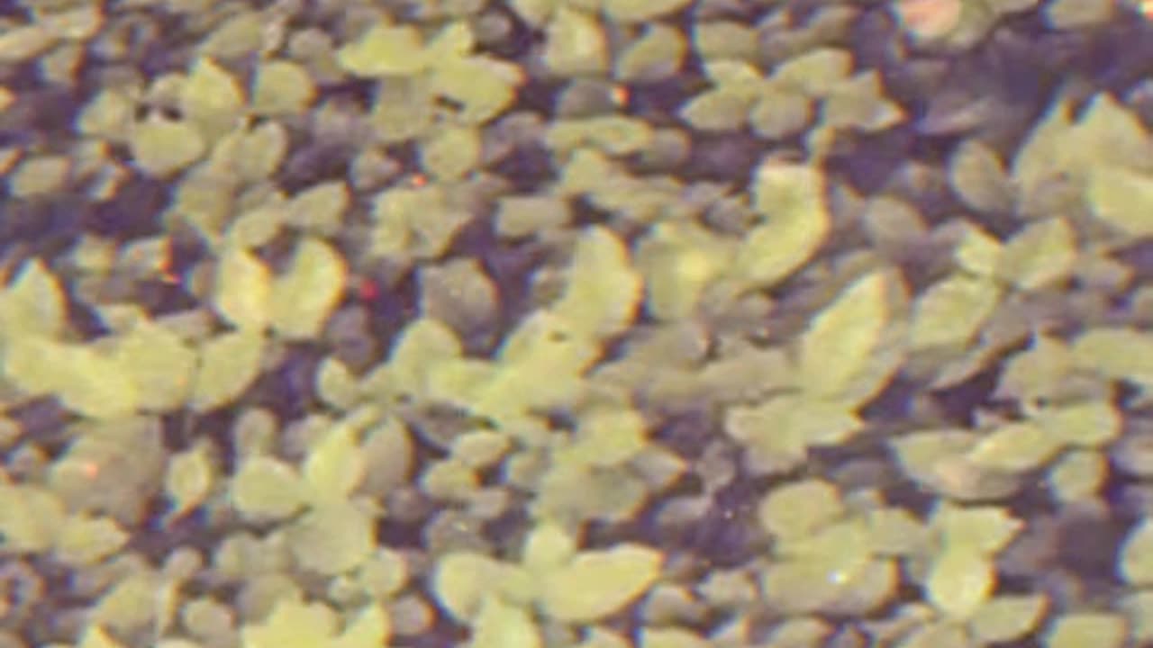Digiart 6