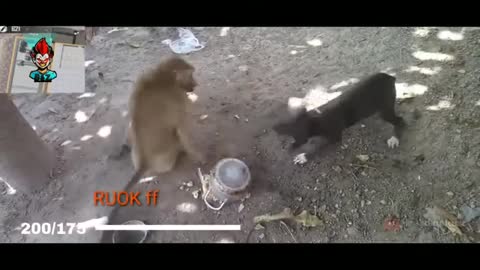 Dog ang monkey fight