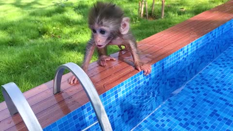 Baby monkey Bon Bon playing at the pool with puppy and duckling in the garden