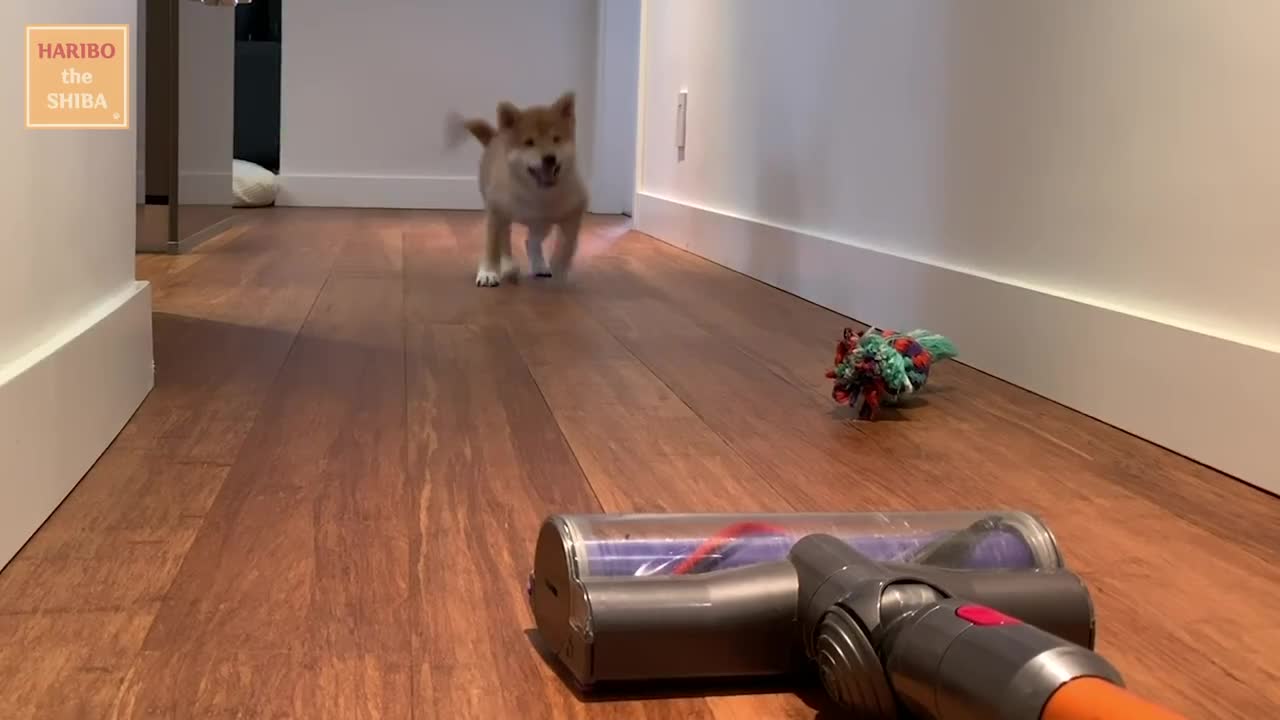 Shiba Inu from Puppy to Adult (8 weeks to 1 year)