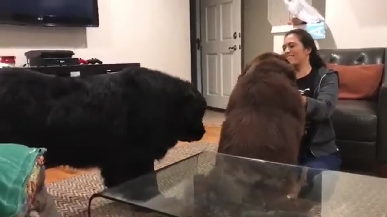 Newfoundland gets jealous of sibling, goes on the attack