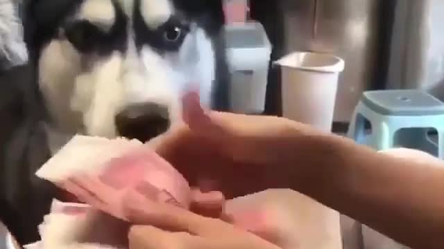 Smart Husky helping his caretaker to count money