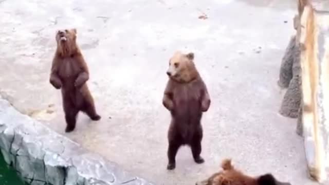 What this bear is doing is jumping around to get food from the visitors up there, right?