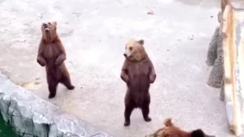 What this bear is doing is jumping around to get food from the visitors up there, right?