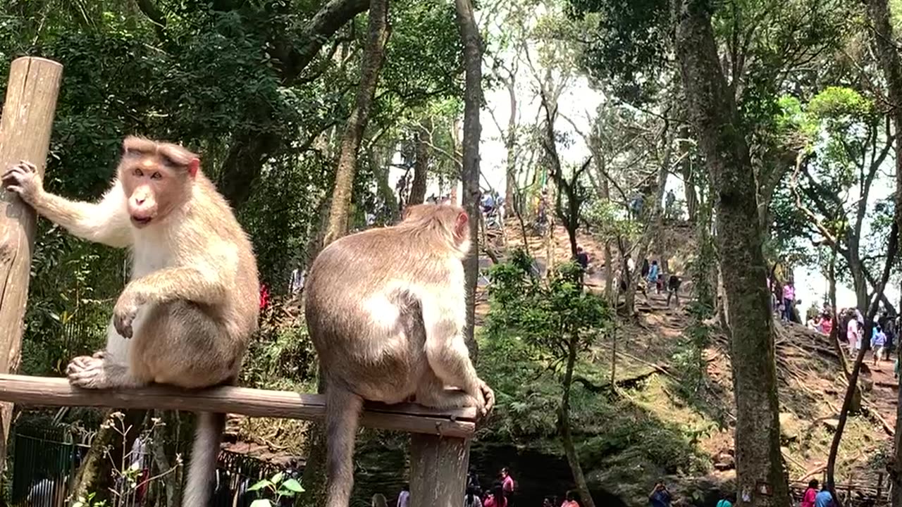 2 little innocent monkeys