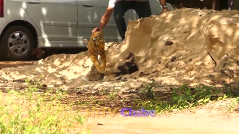"Witness the Ultimate Fake Tiger vs Real Dog Prank in Cambodia!"