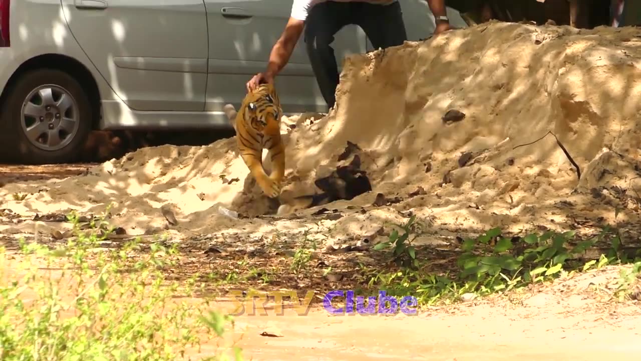 "Witness the Ultimate Fake Tiger vs Real Dog Prank in Cambodia!"