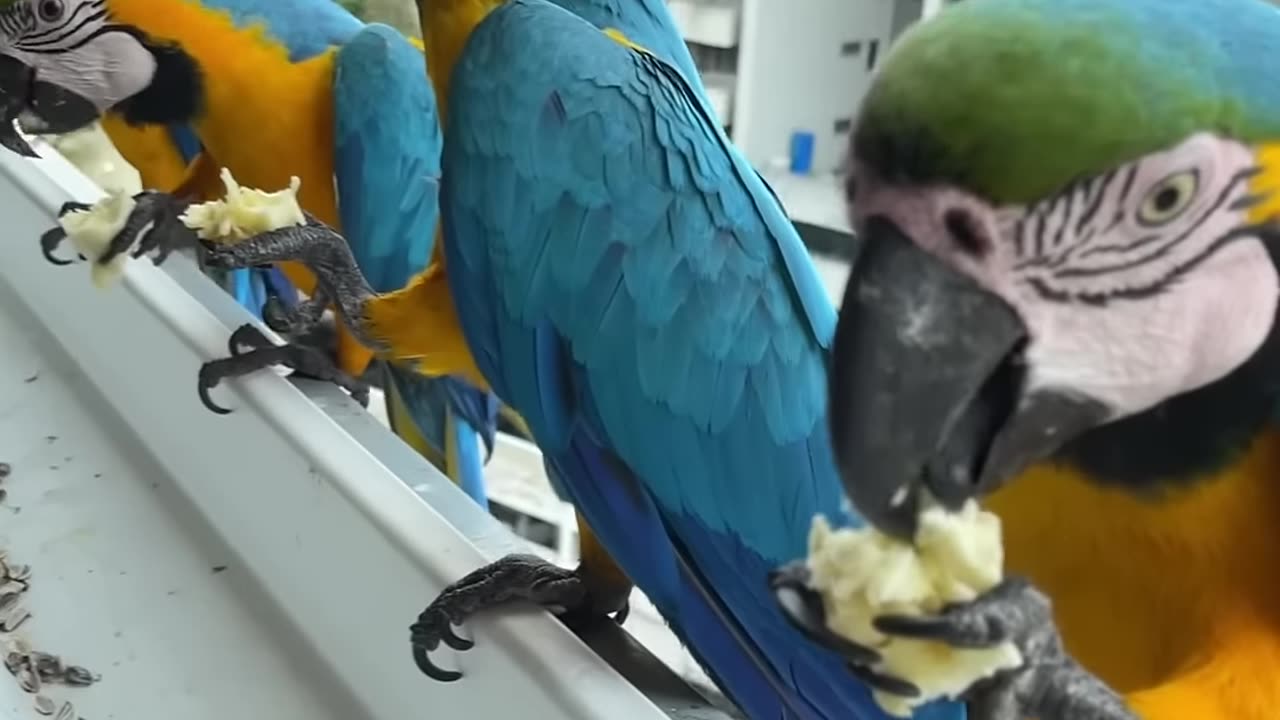 Macaw birds eating banana