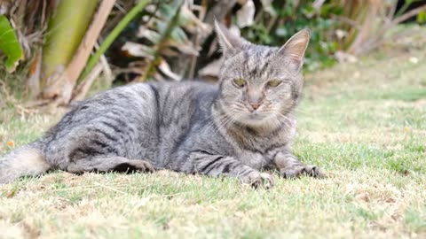 Funny cat videos