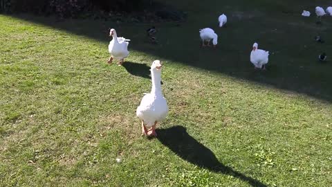 Walkthrough roll call and Sam bullying the Ducks again