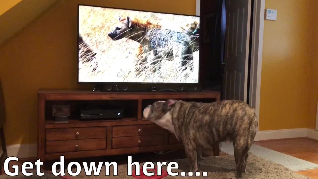 Bulldog Calls For Backup When Hyenas Appear On TV