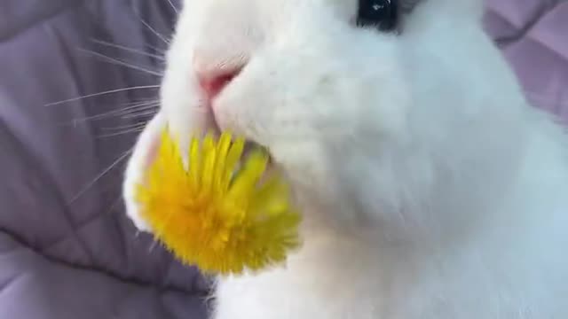 The small white rabbit not only love to eat vegetables even flowers also love to eat