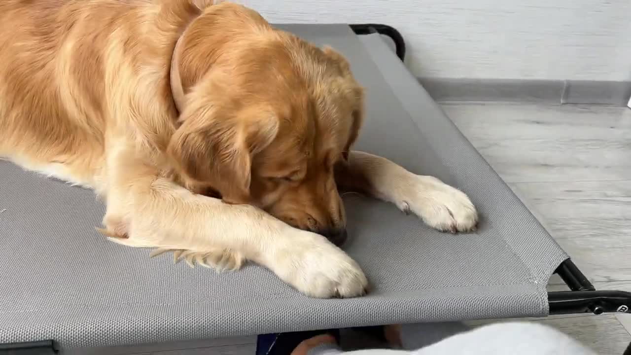 Playful Golden Retriever Gets Tricked by Owner