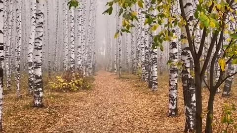 Beautiful white birch trees