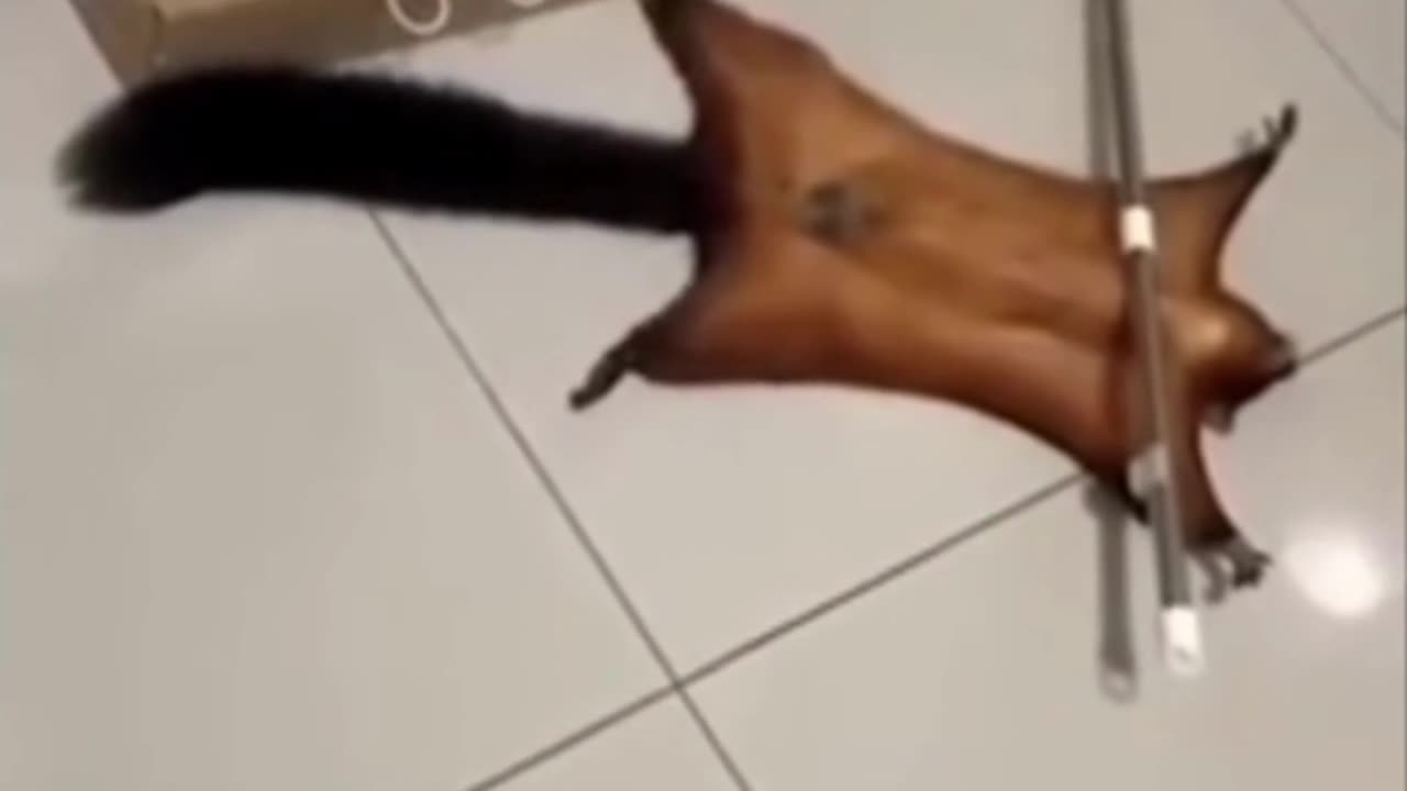 Should He Get An Oscar? Squirrel Fakes Death