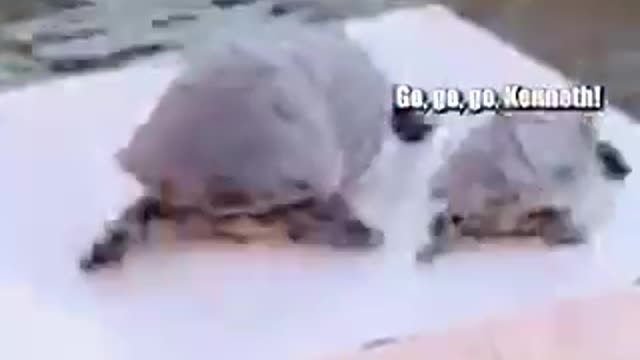 Funny animal video 😂 turtle chaos 🐢