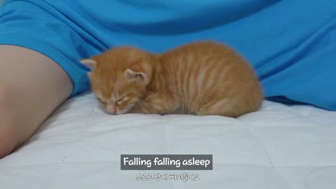 The cute reaction of a kitten caught trying to wake up its owner