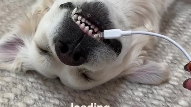 Charge your dog