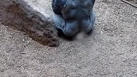 Gorilla fart in zoo