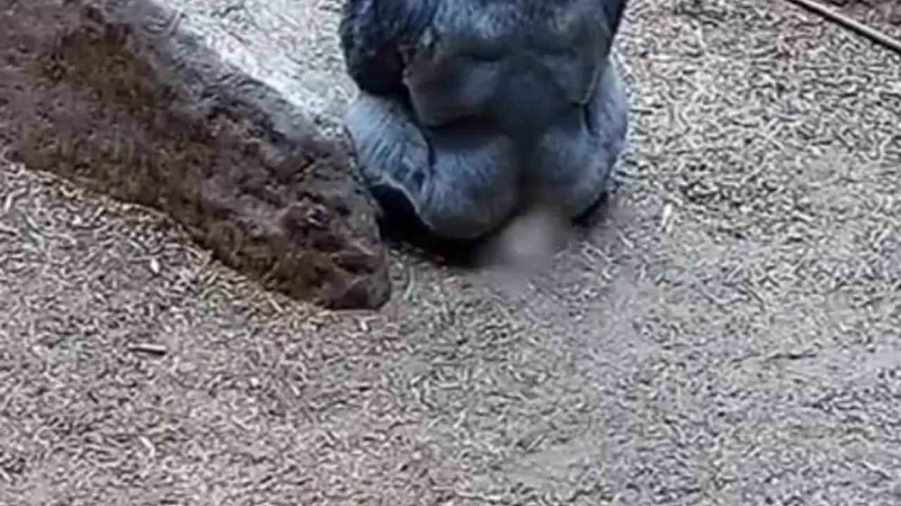 Gorilla fart in zoo