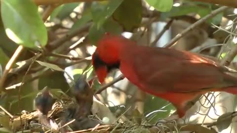 Baby birds chirping