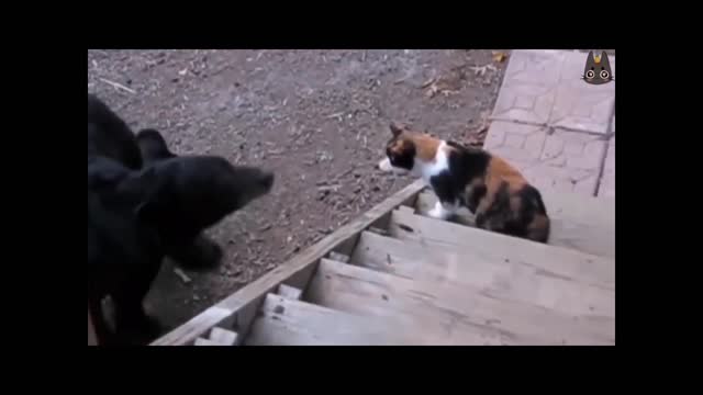 Bear vs cat FUNNY COMPILATION