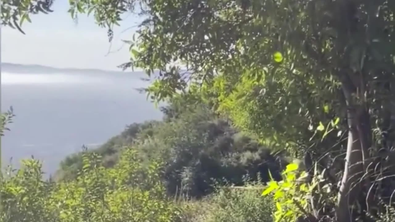 Close Encounter: Woman Meets Black Bear Family on Trail 🐻👩‍🦰