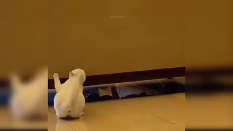Talented cat
