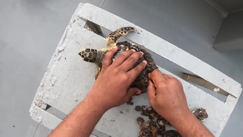 Rescue Sea Turtle Removing Barnacles From a Poor Sea Turtle | animals, Nature, turtles, ocean, ASMR