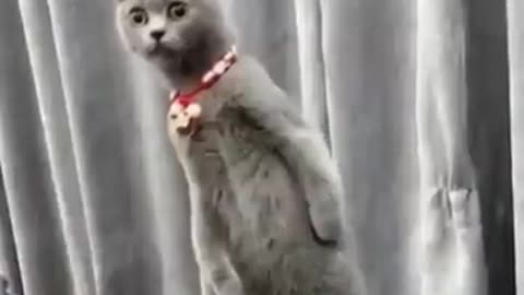 Funny cat videos