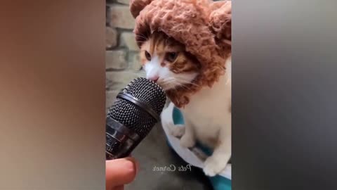 funny cats