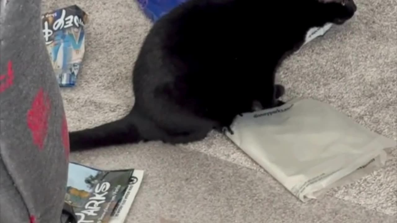 Cute Precious Piper Does An Office Inspection - Adopting a Cat from a Shelter Vlog #shorts