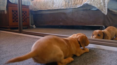 Amazing dog watching himself in the mirror so funny