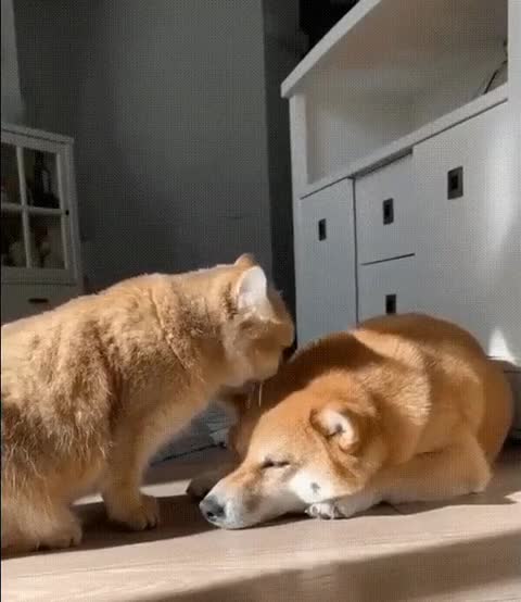 squirrel is having fun)