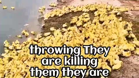 Raising Ducklings