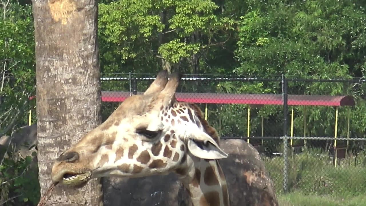 Giraffe Eating While A Train Goes By