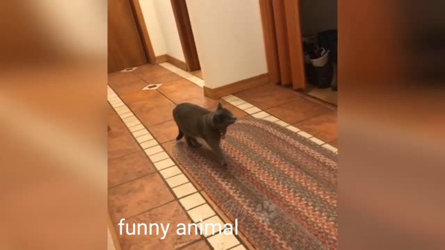 Funny cat and dog