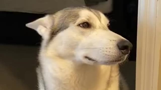 Guilty husky tries to Blame Other Dogs!