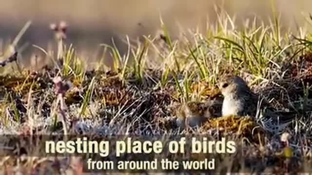 Arctic Refuge_ Arctic Virtual Bird Fest 2021 short_1