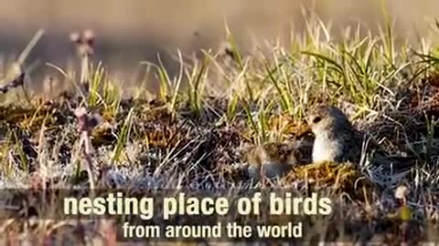 Arctic Refuge_ Arctic Virtual Bird Fest 2021 short_1