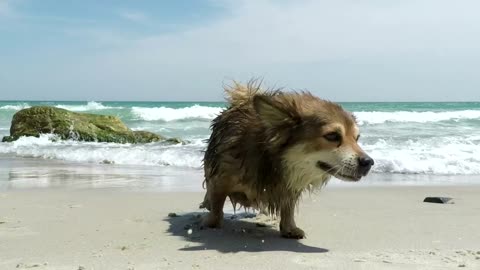 Dog shaking off the water on the beach