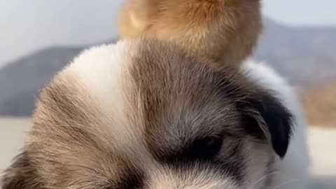 Cute doggies with best friend