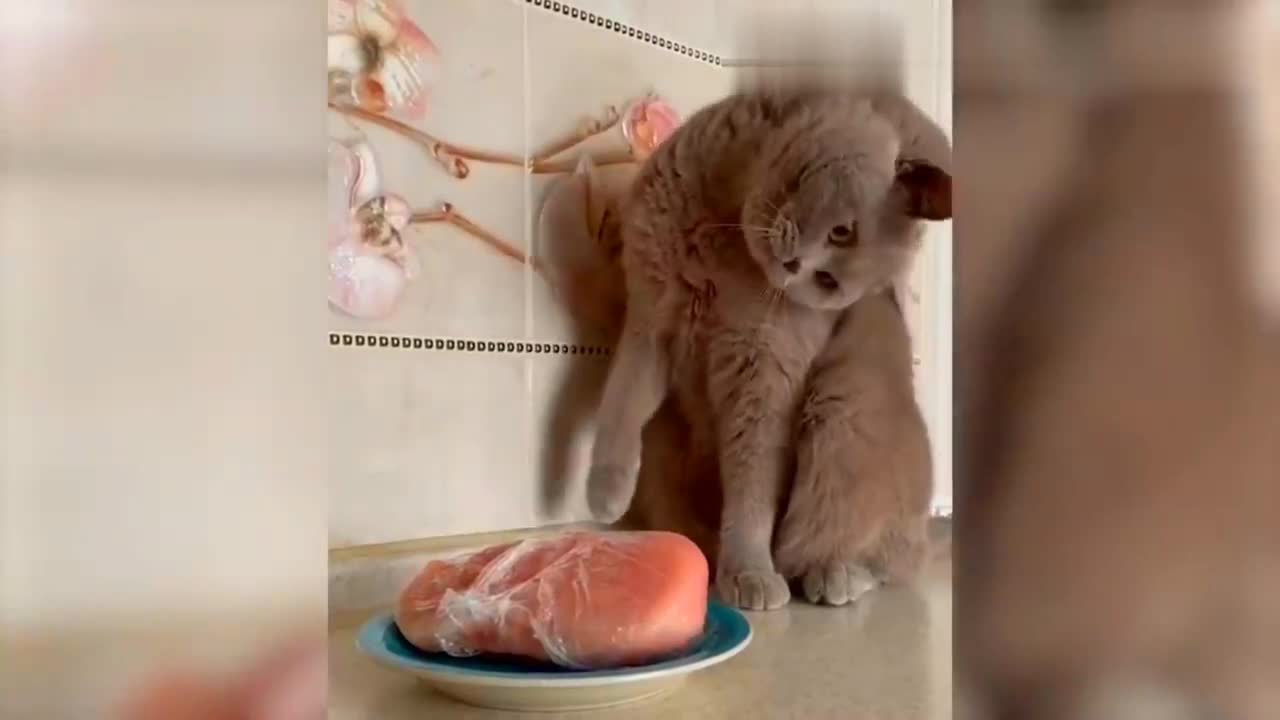 funniest animals videos - funny animals 2022 cute dogs and cats