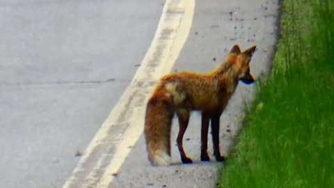 Roadside Red Fox