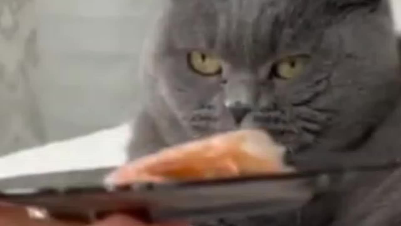 Funny cat videos|