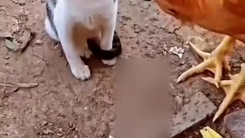 Cat vs Chicken