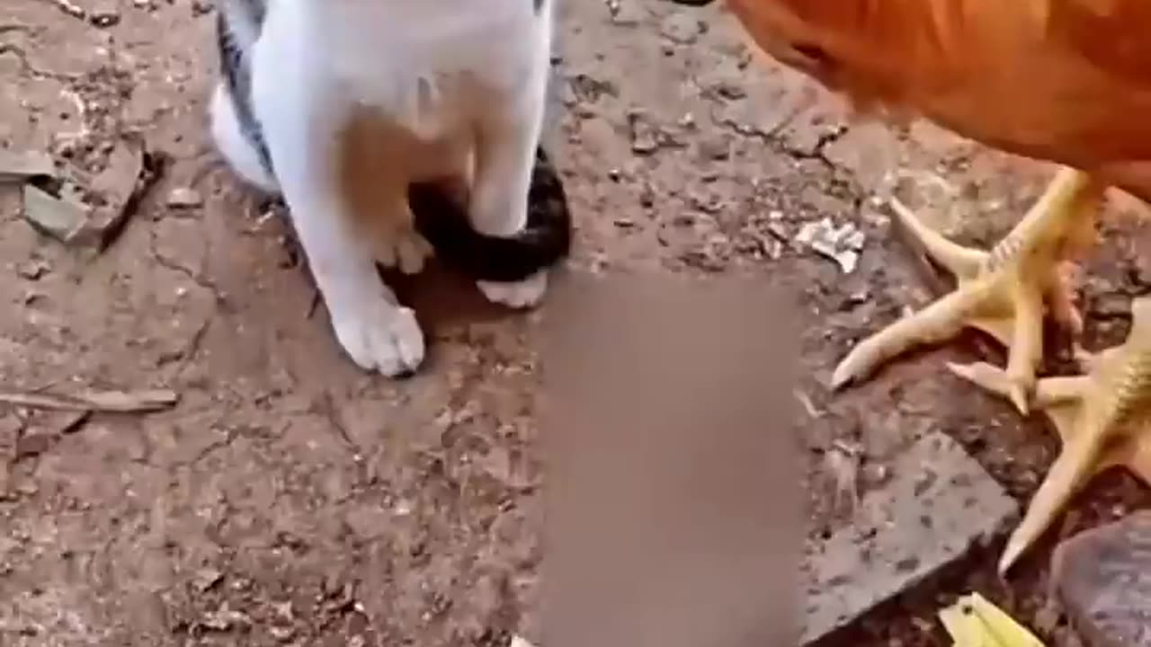 Cat vs Chicken